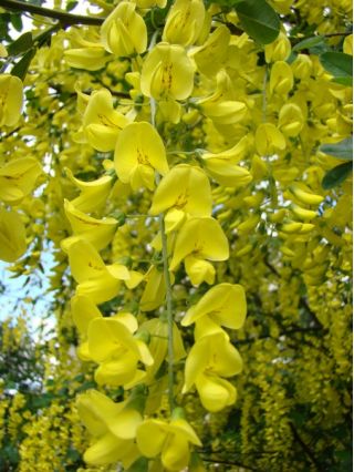 Złotokap pospolity - Deszcz złocistych kwiatów - sadzonka w pojemniku C1