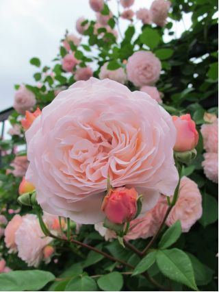 Róża pnąca jasnoróżowa - sadzonka z bryłą korzeniową