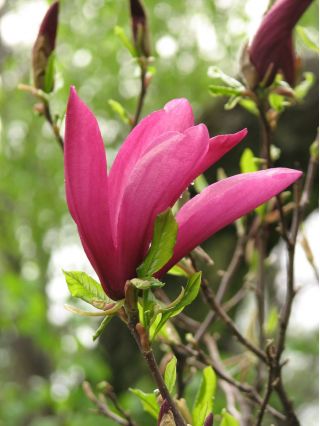 Magnolia Susan - ciemnoróżowa