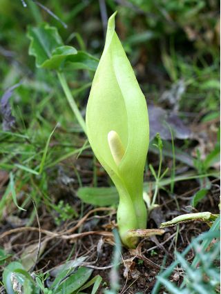 Obrazki włoskie - Arum italicum - 5 sztuk