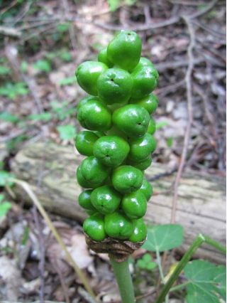 Obrazki włoskie - Arum italicum - 5 sztuk