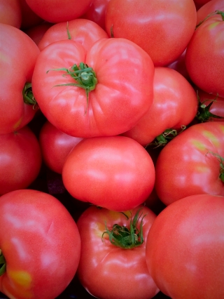 Pomidor Zorza Toruńska - bardzo wczesny, malinowy, mięsisty - 160 nasion