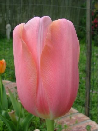 Tulipan Menton - 5 cebulek