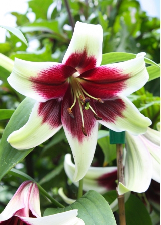 Lilia Kushi Maya - lilia o dużych kwiatach i przyjemnym zapachu - 1 cebulka