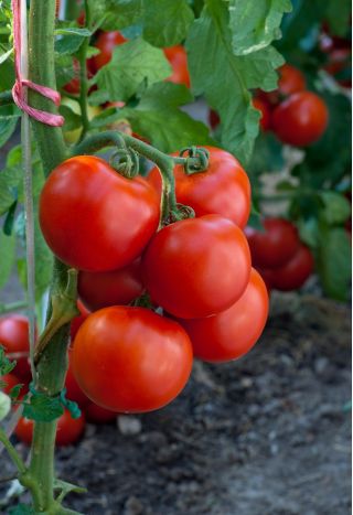 Pomidor Jowisz - pod osłony - nasiona odmian profesjonalnych dla każdego - 30 nasion