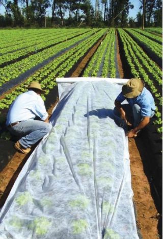 Agrowłóknina wiosenna - zdrowe plony dzięki skutecznej ochronie - 1,6 x 20,0 m