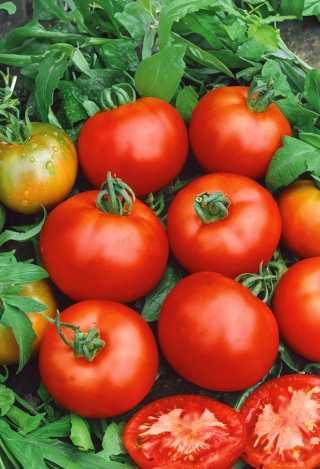Pomidor Moneymaker - wysoki, gruntowy i pod osłony