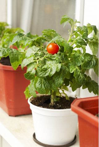 Pomidor balkonowy - Balkoni Red F1