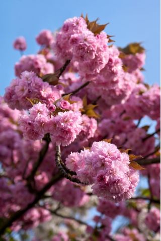 Wiśnia japońska Shimidsu Sakura - sadzonka w pojemniku C7