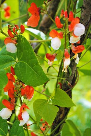 Domowy ogródek - Fasola Hestia - wielkokwiatowa, szparagowa - do uprawy w domu i na balkonie