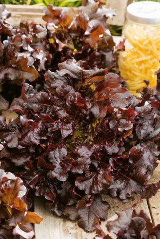 Sałata dębolistna - Red Salad Bowl - 1150 nasion
