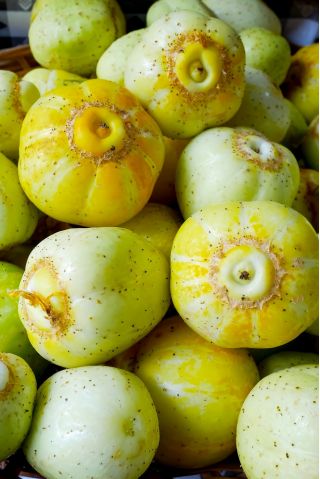 Ogórek Citron - gruntowy, żółty, cytrynowy - 70 nasion