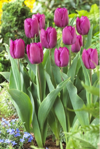 Tulipan Purple Prince - opak. 5 szt.