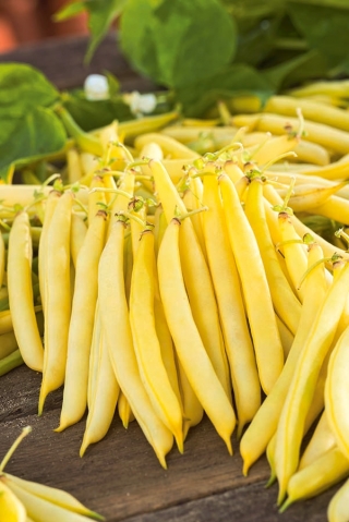 Fasola Korona - szparagowa, karłowa, żółtostrąkowa - 120 nasion