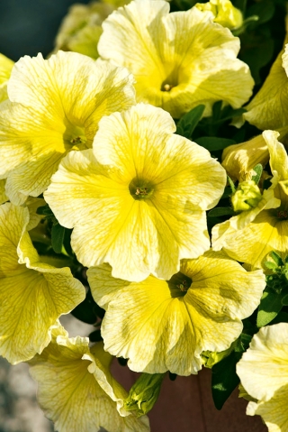 Petunia wielkokwiatowa - żółta - 80 nasion