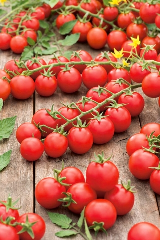 Pomidor Cherrola - koktajlowy - 20 nasion