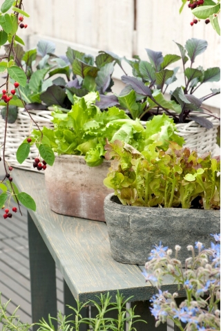 Mini ogród - Pikantne cięte listki - do uprawy na balkonach i tarasach