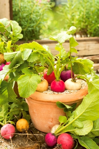 Domowy ogródek - Rzodkiewka - mieszanka różnych typów - do uprawy w domu i na balkonie - 850 nasion