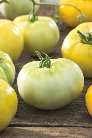 Pomidor biały - White Beefsteak