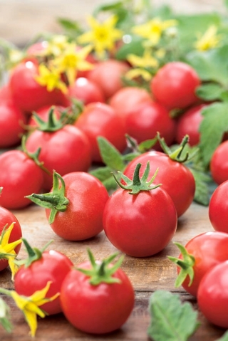 Pomidor Rubinka - koktajlowy gruntowy wysoki