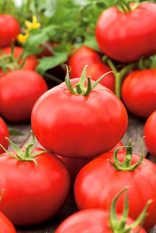 Pomidor gruntowy Alka – nasiona otoczkowane - 100 nasion