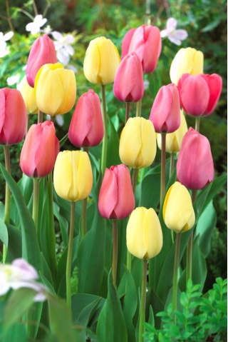 Zestaw tulipanów w kolorze kremowym i różowym - 50 szt.