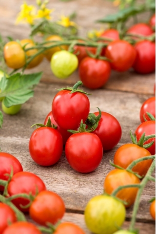 Pomidor Curranto F1 - 250 nasion - nasiona profesjonalne dla każdego