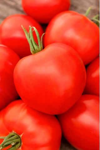 Pomidor Palava F1 - 250 nasion - nasiona profesjonalne dla każdego