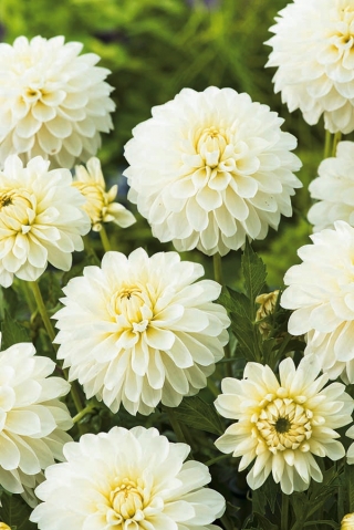 Dalia biała - Dahlia White - duża paczka! - 10 szt.