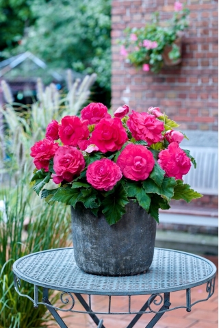 Begonia wielkokwiatowa - Superba Rose - różowa - 2 szt.