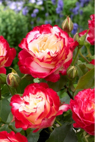 Róża wielkokwiatowa różowo-biała - sadzonka z bryłą korzeniową