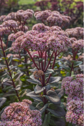 Rozchodnik Vera Jameson - Sedum - sadzonka - duża paczka! - 10 szt.