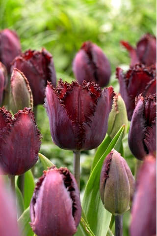 Tulipan Black Jewel - GIGA paczka! - 250 szt.