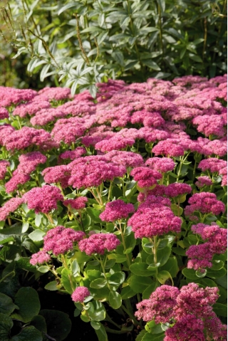 Rozchodnik Mini Joy - Sedum - sadzonka - GIGA paczka! - 50 szt.