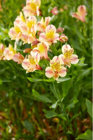 Alstremeria - Alstroemeria Majestic Layon - GIGA paczka! - 50 szt.