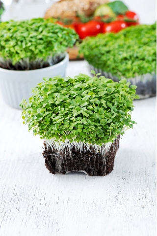 Microgreens - Mizuna zielona - młode listki o unikalnym smaku - 100 gram