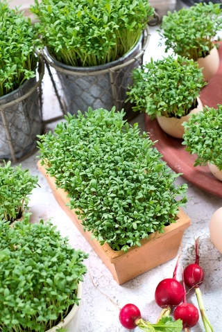 Microgreens – Rzeżucha - młode listki o unikalnym smaku - 1800 nasion