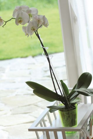 Biała spirala - Podpórka do storczyka i innych kwiatów