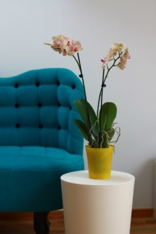 Orchidea - osłonka do storczyków - żółta transparentna - 12,5 cm