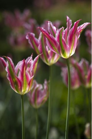 Tulipan Florosa - opak. 5 szt.