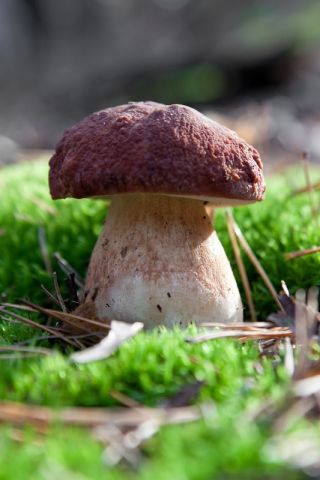 Zestaw grzybów pod sosny + kania - 7 gatunków - grzybnia