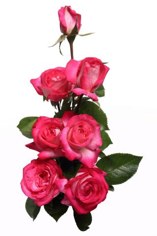 Róża wielkokwiatowa biała różowo obrzeżona - sadzonka z bryłą korzeniową
