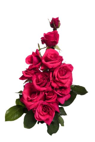 Róża wielkokwiatowa ciemnoróżowa - sadzonka z bryłą korzeniową