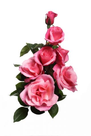 Róża wielkokwiatowa jasnoróżowa - sadzonka z bryłą korzeniową