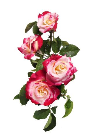 Róża wielkokwiatowa różowo-biała - sadzonka z bryłą korzeniową