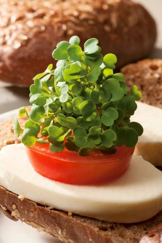 Microgreens - Jarmuż zielony - młode listki o unikalnym smaku - 900 nasion