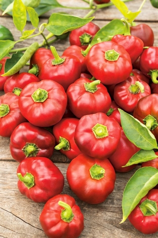 Papryka słodka pomidorowa - Topgirl - 39 nasion