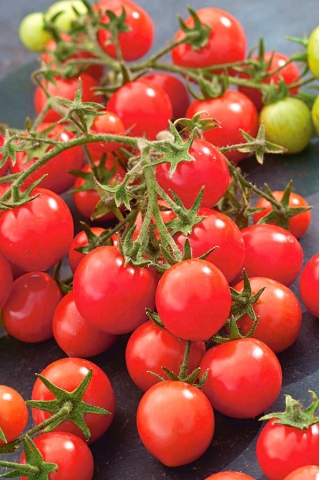 Pomidor Garden Perle - intensywnie czerwony, typu cherry