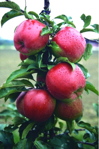 Jabłoń Ligol - sadzonka w balocie - XXL
