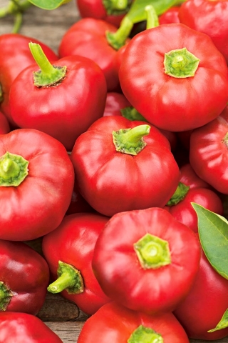 Papryka Alexander - gruntowa i tunelowa, ciemnoczerwona, typu pomidorowego - 65 nasion